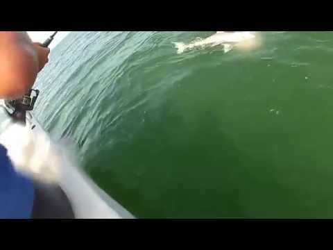 Grouper eats 4ft shark in one bite