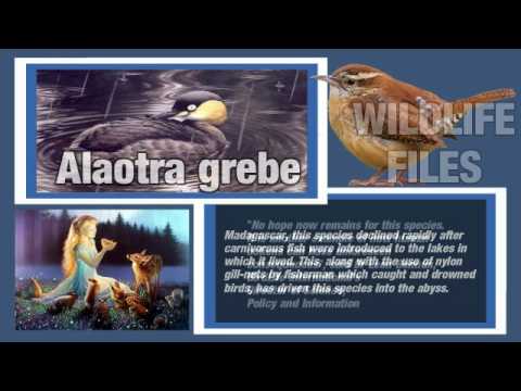 Header of Alaotra grebe