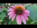 Echinacea Purpurea (Purple Coneflowers) for Immune System Support