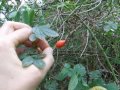 Rose hips: free vitamin C - and how to make itching powder :)