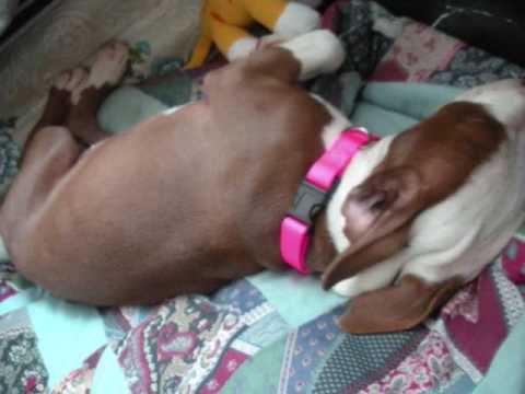 cute pitbull puppies pictures. LUNA - CUTE PITBULL PUPPY. 3:40. she z so sweet lol! and lil crazy but z