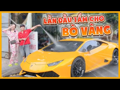 Hành trình tìm chỗ "tắm" cho bé bò vàng, xem clip mà nhớ bé bò quá.