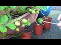 planting