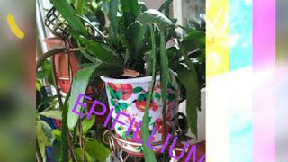 Gullar Va Ularning Nomlanishi. Цветы И Их Названия