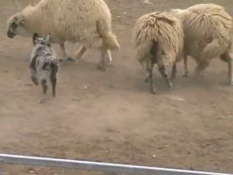 Purebred MUDI puppy FOR SALE - blue merle boy1 - 3 months old Purebred MUDI puppy FOR SALE - blue merle boy1 - 3 months old