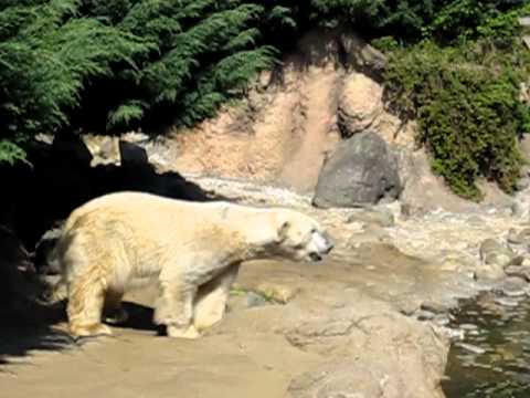 Urso Polar - Zoorasia