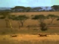 videos de risa y picantes