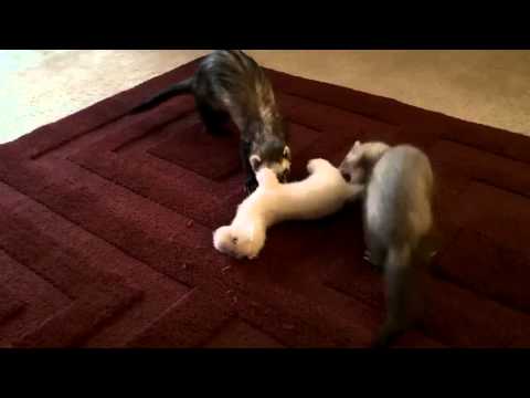attack ferret