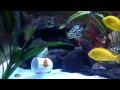 150 Gallon African Cichlid mixed tank Malawi, Tanganyika, Victoria with Mono Angels
