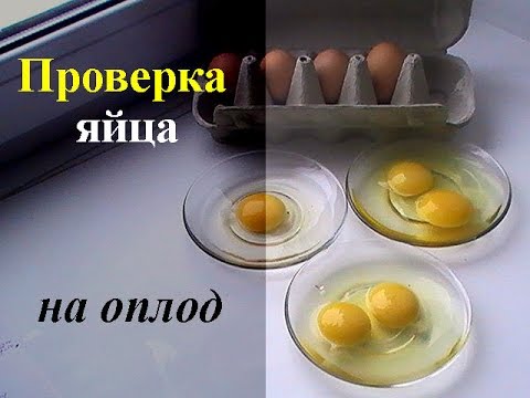 Смотреть Порно Проверка Яиц