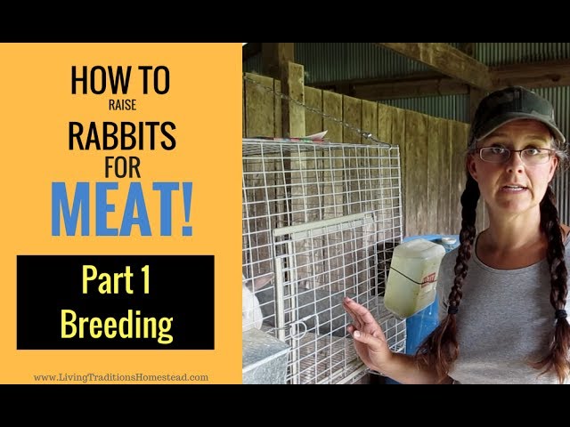 How to Raise Meat Rabbits