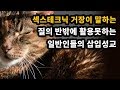 질의 반밖에 활용못하는 일반인들의 삽입성교