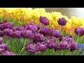 チューリップの会話　昭和記念公園　Ｆｌｏｗｅｒ　Ｆｅｓｔｉｖａｌ　2013