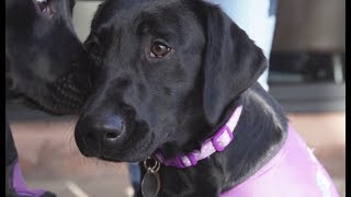 Assistance Dogs Northern Ireland- A Gift for Life
