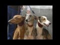 Aprenda a Cuidar El Galgo Aprenda a Cuidar El Galgo
