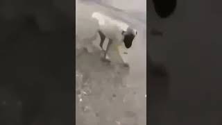 Tuwork Atan Kangal Kopke