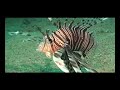 Invasion of the Lionfish