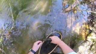 Tail Water Tevere, Temoli E Trote, 22 Maggio 2016