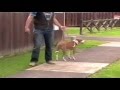 Stop Dog Leash Pulling - Dog Obedience Training Video