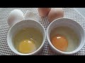 EGGS / HOME GROWN EGGS VS. STORE BOUGHT EGGS