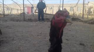 Horaz Uruş Bayes Bilen Broler Elbetde Gorin...