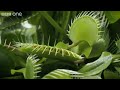 Life - Venus Flytraps: Jaws of Death - BBC One