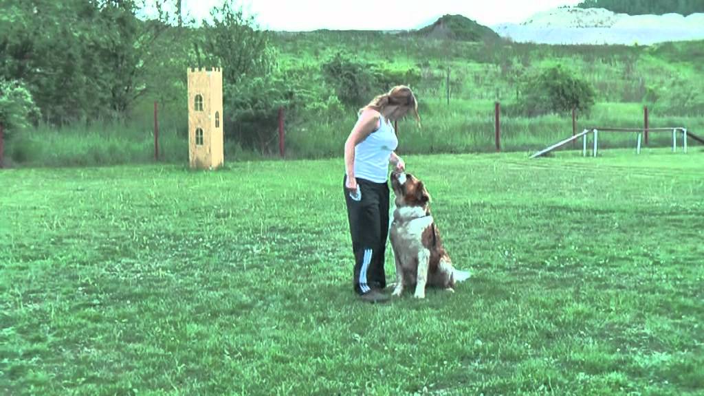 How To Teach Your Dog To Walk Backwards How To Teach Your Dog To Walk Backwards