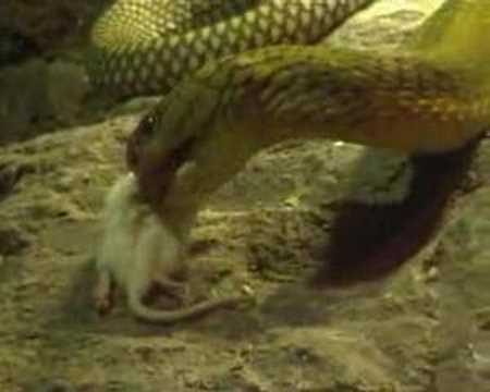 King Cobra found at Singapore Zoological Gardens