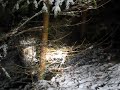 Slovenský kopov - dosled 1