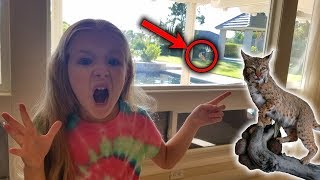 Bobcat Attacks Bird in Our BackYard! Family Game Night with Shark Bite!!