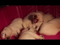 Hilarious Golden Retriever Puppy Barks At Sleeping Puppies - Puppy Love