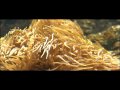 Invertebrates Jellyfish | Biology