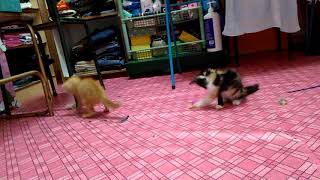 Lilo N Stich Bby Meow Super Active