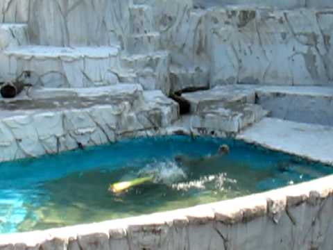 東山動植物園のホッキョクグマ　プールで遊ぶ