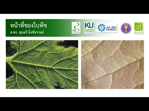 หน้าที่ของใบพืช