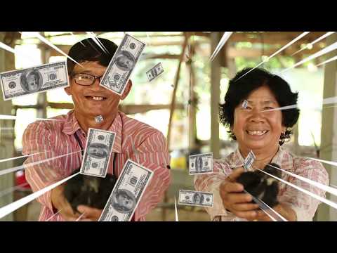 การเลี้ยงไก่พื้นเมือง ตอนที่ 3: เริ่มต้นเลี้ยงไก่พื้นเมือง ไม่ยากอย่างที่คิด