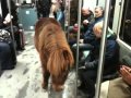 Video: Pony viaja en metro de Berlín