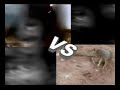 Cobra Vs Mongoose Natural World Hd