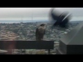 Peregrine Falcon Battle In Seattle Hd Peregrine Falcon Battle In Seattle Hd