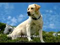 Life's Abundance Dog Food Commercial on YouTube