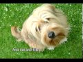 Life's Abundance Dog Food Commercial on YouTube