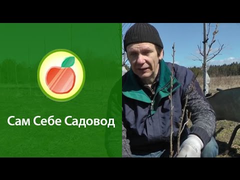 Посадка малины когда сажать Посадка малины когда сажать