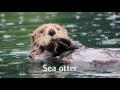 Sea Animals Pronunciation for Children (with videos)