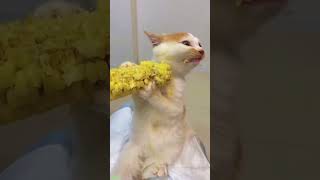 Cat Funny Videos New Funny Cats 2024 2305