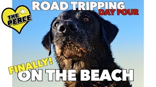 Road Tripping with your Dog