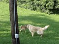 golden retreiver