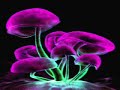 Infected Mushroom - Cat On Mushrooms