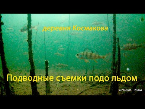 Ловля голавля из подольда Ловля голавля из подольда