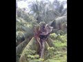 Giant King Cobra At Coconut Tree images Giant King Cobra At Coconut Tree