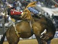 "Cowboys needs strength to be in a rodeo" -- Truly, they are numb. stop the abuse!